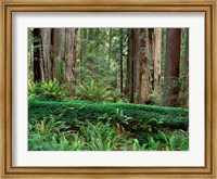 Prairie Creek Redwoods State Park, California Fine Art Print