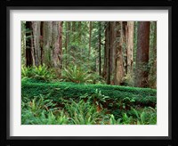 Prairie Creek Redwoods State Park, California Fine Art Print