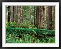 Prairie Creek Redwoods State Park, California Fine Art Print