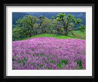 Lupine Meadow In The Spring Among Oak Trees Fine Art Print