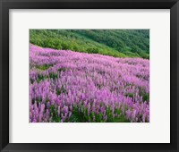 Lupine Meadow Landscape, Readwood Np, California Fine Art Print