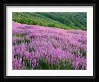 Lupine Meadow Landscape, Readwood Np, California Fine Art Print