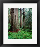 Prairie Creek Redwoods Sp, California Fine Art Print