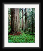 Prairie Creek Redwoods Sp, California Fine Art Print