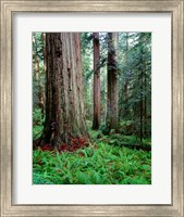 Prairie Creek Redwoods Sp, California Fine Art Print