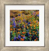 Douglas Lupine And California Poppy In Carrizo Plain National Monument Fine Art Print