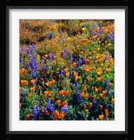 Douglas Lupine And California Poppy In Carrizo Plain National Monument Fine Art Print