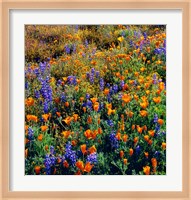 Douglas Lupine And California Poppy In Carrizo Plain National Monument Fine Art Print