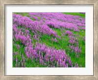Spring Lupine Meadow In The Bald Hills, California Fine Art Print