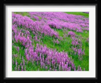 Spring Lupine Meadow In The Bald Hills, California Fine Art Print