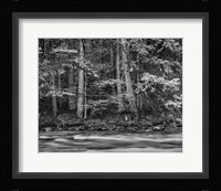 California, Yosemite (BW) Fine Art Print
