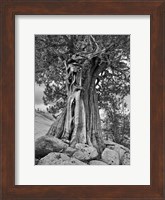 California, High Sierra Juniper Tree (BW) Fine Art Print