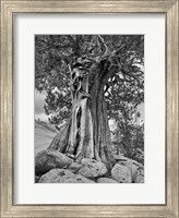 California, High Sierra Juniper Tree (BW) Fine Art Print