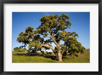 California, Cottonwood Tree Fine Art Print