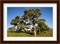 California, Cottonwood Tree Fine Art Print