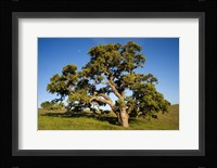 California, Cottonwood Tree Fine Art Print