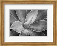 California, Del Mar Succulents (BW) Fine Art Print