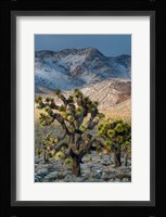 Joshua Trees In The Snow Fine Art Print