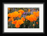Golden California Poppies In Antelope Valley Fine Art Print