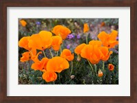 Golden California Poppies In Antelope Valley Fine Art Print