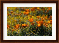 Golden California Poppy Field Fine Art Print