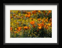 Golden California Poppy Field Fine Art Print