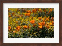Golden California Poppy Field Fine Art Print