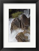 Lone Tree With Waterfall At Cascade Creek Falls Fine Art Print