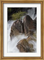 Lone Tree With Waterfall At Cascade Creek Falls Fine Art Print