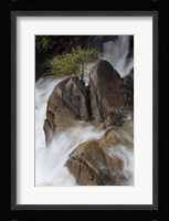 Lone Tree With Waterfall At Cascade Creek Falls Fine Art Print