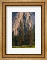 Ponderosa Pines With The Middle Cathedral Spire Fine Art Print
