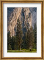 Ponderosa Pines With The Middle Cathedral Spire Fine Art Print