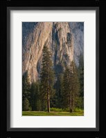 Ponderosa Pines With The Middle Cathedral Spire Fine Art Print