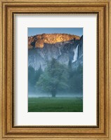 Misty Yosemite Oak Fine Art Print