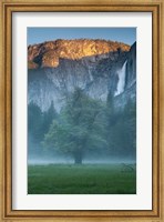 Misty Yosemite Oak Fine Art Print
