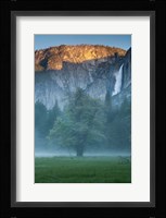 Misty Yosemite Oak Fine Art Print
