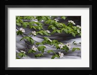 Dogwood Along The Merced River Fine Art Print