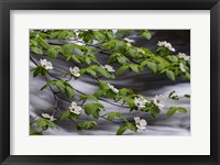 Dogwood Along The Merced River Fine Art Print