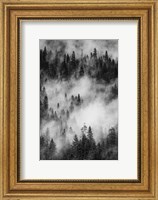 Swirling Forest Mist, Yosemite NP (BW) Fine Art Print