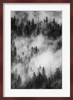Swirling Forest Mist, Yosemite NP (BW) Fine Art Print