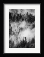 Swirling Forest Mist, Yosemite NP (BW) Fine Art Print