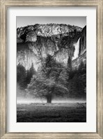 Misty Californian Oak (BW) Fine Art Print