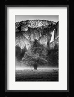 Misty Californian Oak (BW) Fine Art Print