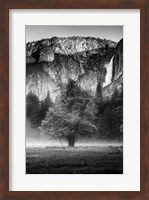 Misty Californian Oak (BW) Fine Art Print