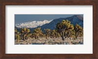 Panoramic View Of Joshua Trees In The Snow Fine Art Print