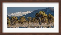 Panoramic View Of Joshua Trees In The Snow Fine Art Print