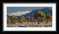 Panoramic View Of Joshua Trees In The Snow Fine Art Print