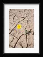 Single Flower Around Mud Patterns Fine Art Print