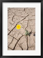 Single Flower Around Mud Patterns Fine Art Print