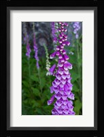 Closeup Of Foxglove Flower Fine Art Print